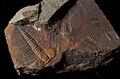 Olenus gibbosus trilobite fossil