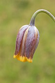 Fritillaria uva-vulpis