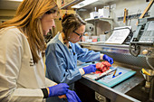 Pathologists examine a uterine tumour