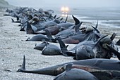 Beached long-finned pilot whales