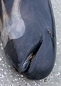 Beached long-finned pilot whale