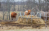 Texas Longhorn cattle at a hay feeder