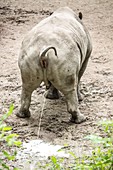 Sub-adult male white rhinoceros urinating
