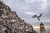 Northern gannet colony, Bass rock, Scotland