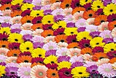 Patchwork of Gerbera flowers