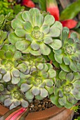 Aeonium 'Velour' succulent