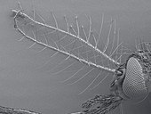 Female mosquito antenna, SEM