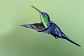 Crowned woodnymph hummingbird