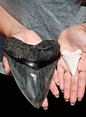 Teeth of megalodon shark and great white shark