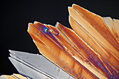 Citric acid crystals, polarised light micrograph