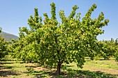 Apricot harvest near Mycenae, Greece.