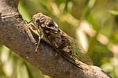 Cicada on Olive Branch, Greece.