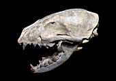 Fossil dog skull