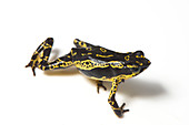 Hoogmoed harlequin toad