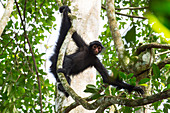 Black spider monkey