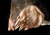 Mole forepaw