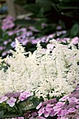 Hydrangea macrophylla 'Mariesii' and Astilbe