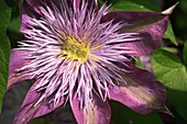 Clematis 'Crystal Fountain' flower