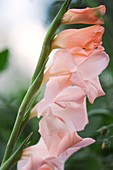 Gladiolus flowers