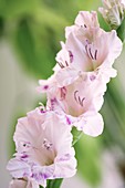 Gladiolus flowers