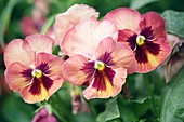 Pansy (Viola x wittrockiana) flowers