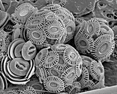 Calcareous phytoplankton, SEM