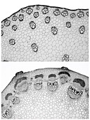 Stem vascular arrangement, LM