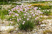 Jersey or Broad-Leaved Thrift