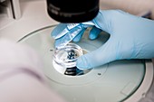 Stem cell embryology research