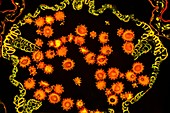 Marguerite daisy flower, fluorescence light micrograph