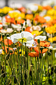 Iceland poppy (Papaver nudicaule)