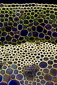 Hosta sp. stalk, light micrograph