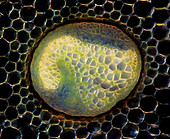 Fern stalk, light micrograph