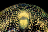 Liverwort (Hepatica sp.) stalk, light micrograph