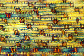 Reed stalk, light micrograph