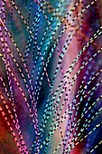 Great tit feather, light micrograph