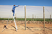 Protecting grape vines