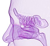 Paranasal sinuses and nose, 3D CT scan