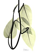 Pothos leaves, X-ray
