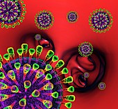 Influenza virus particles in lung airways, illustration