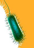 E. coli, illustration