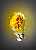 Human brain inside light bulb, illustration