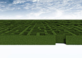 Green maze, illustration