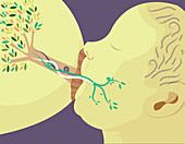 Illustration of mother breast feeding new born