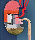 Kidney function, conceptual illustration