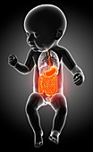 Baby's digestive system, illustration