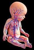 Baby's circulatory system, illustration
