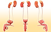 Male urinary system anatomy, illustration
