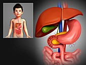 Child's liver and stomach, illustration