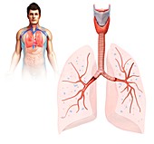 Male lung anatomy, illustration